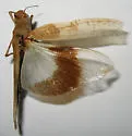 Alkali Grasshopper - photo 3