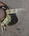 Alkali Grasshopper - photo 4