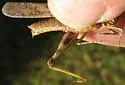 Alkali Grasshopper - photo 5