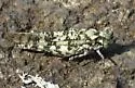 Lichen Grasshopper
