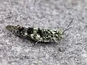 Lichen Grasshopper - photo 2