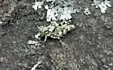 Lichen Grasshopper - photo 4