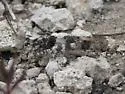 Lichen Grasshopper - photo 5