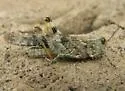 Gulf Dune Grasshopper