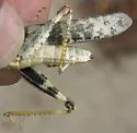 Gulf Dune Grasshopper - photo 2