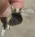 Gulf Dune Grasshopper - photo 3