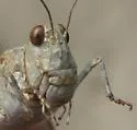Gulf Dune Grasshopper - photo 4