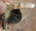 Gulf Dune Grasshopper - photo 5