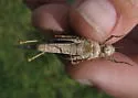 Badlands Grasshopper - photo 2