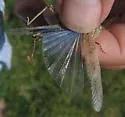 Badlands Grasshopper - photo 3