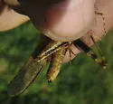 Badlands Grasshopper - photo 4