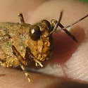 Badlands Grasshopper - photo 5