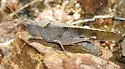 Thalassica Grasshopper