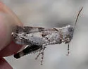 Thalassica Grasshopper - photo 2