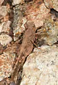 Thalassica Grasshopper - photo 3
