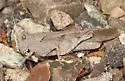 Thalassica Grasshopper - photo 4