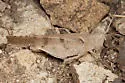 Thalassica Grasshopper - photo 5