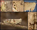 Titus' Grasshopper