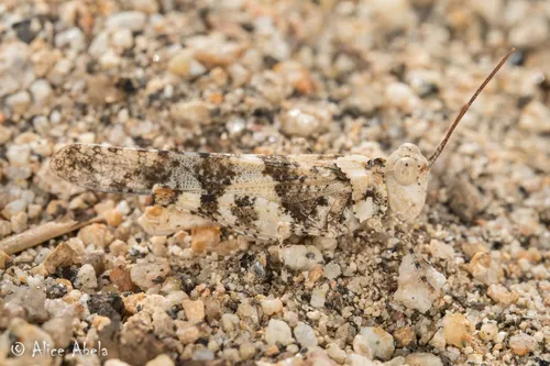 Topanga Grasshopper