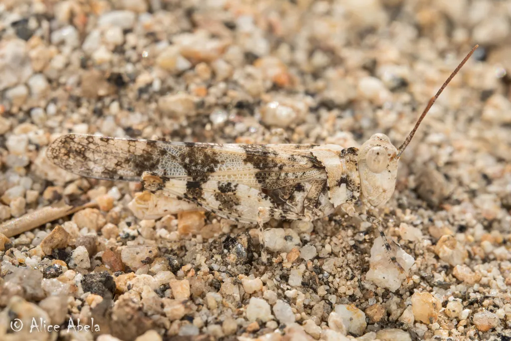 Topanga Grasshopper - photo 2