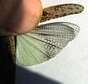 Great Basin Grasshopper