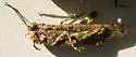 Great Basin Grasshopper - photo 2