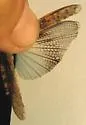 Great Basin Grasshopper - photo 3