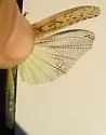 Great Basin Grasshopper - photo 4