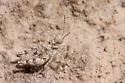 Gypsum Grasshopper