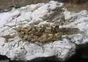 Gypsum Grasshopper - photo 2