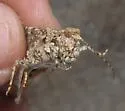 Gypsum Grasshopper - photo 3