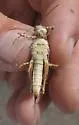 Gypsum Grasshopper - photo 4