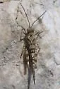 Gypsum Grasshopper - photo 5