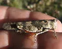 Limestone Grasshopper