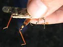 Limestone Grasshopper - photo 2