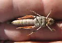 Limestone Grasshopper - photo 3