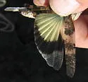 Limestone Grasshopper - photo 4