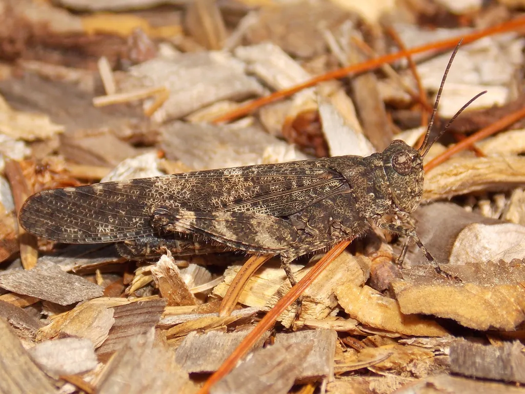 Crackling Forest Grasshopper - photo 2