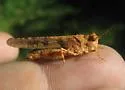 White's Dune Grasshopper