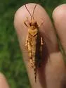 White's Dune Grasshopper - photo 2