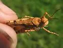 White's Dune Grasshopper - photo 3