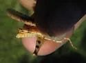 White's Dune Grasshopper - photo 4