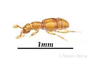 Trimioarcus musamator
