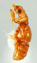 Trimiomelba dubia - photo 2