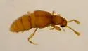 Trimioplectus obsoletus