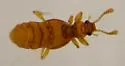 Trimioplectus obsoletus - photo 2