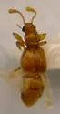 Trimioplectus obsoletus - photo 3