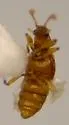 Trimioplectus obsoletus - photo 4