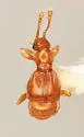 Trimioplectus obsoletus - photo 5