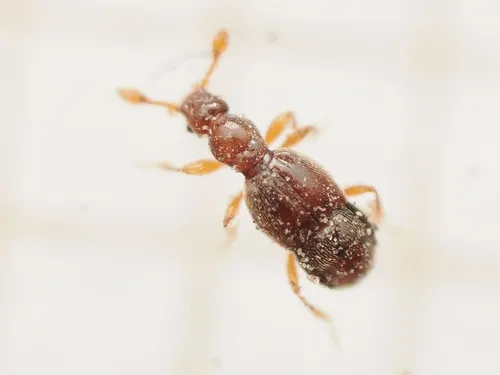 Trimium brevicorne